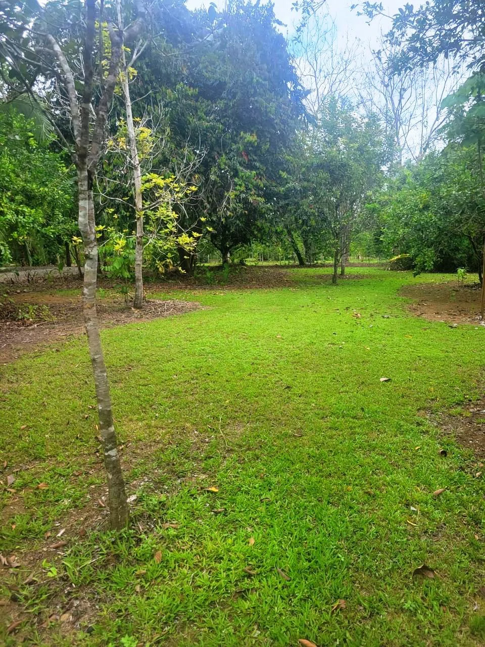 Tropical Fruit Farm in Playa Cañaza Build Your Dream Home in Paradise - Gallery image 8