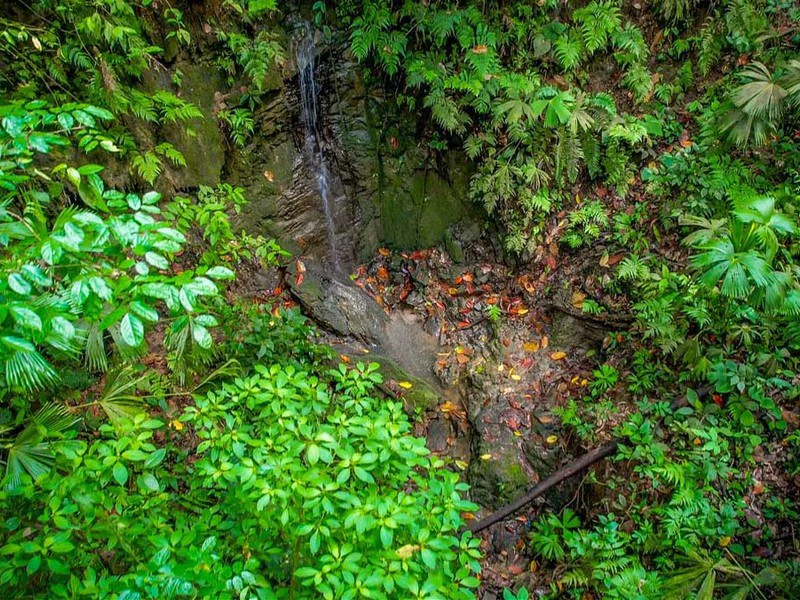 Golfo Dulce Waterfall Jungle Farm | A Nature Lover's Dream Come True - Gallery image 6