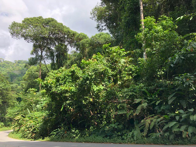 6.5 ACRES – Space To Grow, Build & Thrive, Close To The Beach & Commercial Potential Road Frontage!!!!!: Mountain and Countryside Development Parcel For Sale in Platanillo de Dominical - Gallery image 7