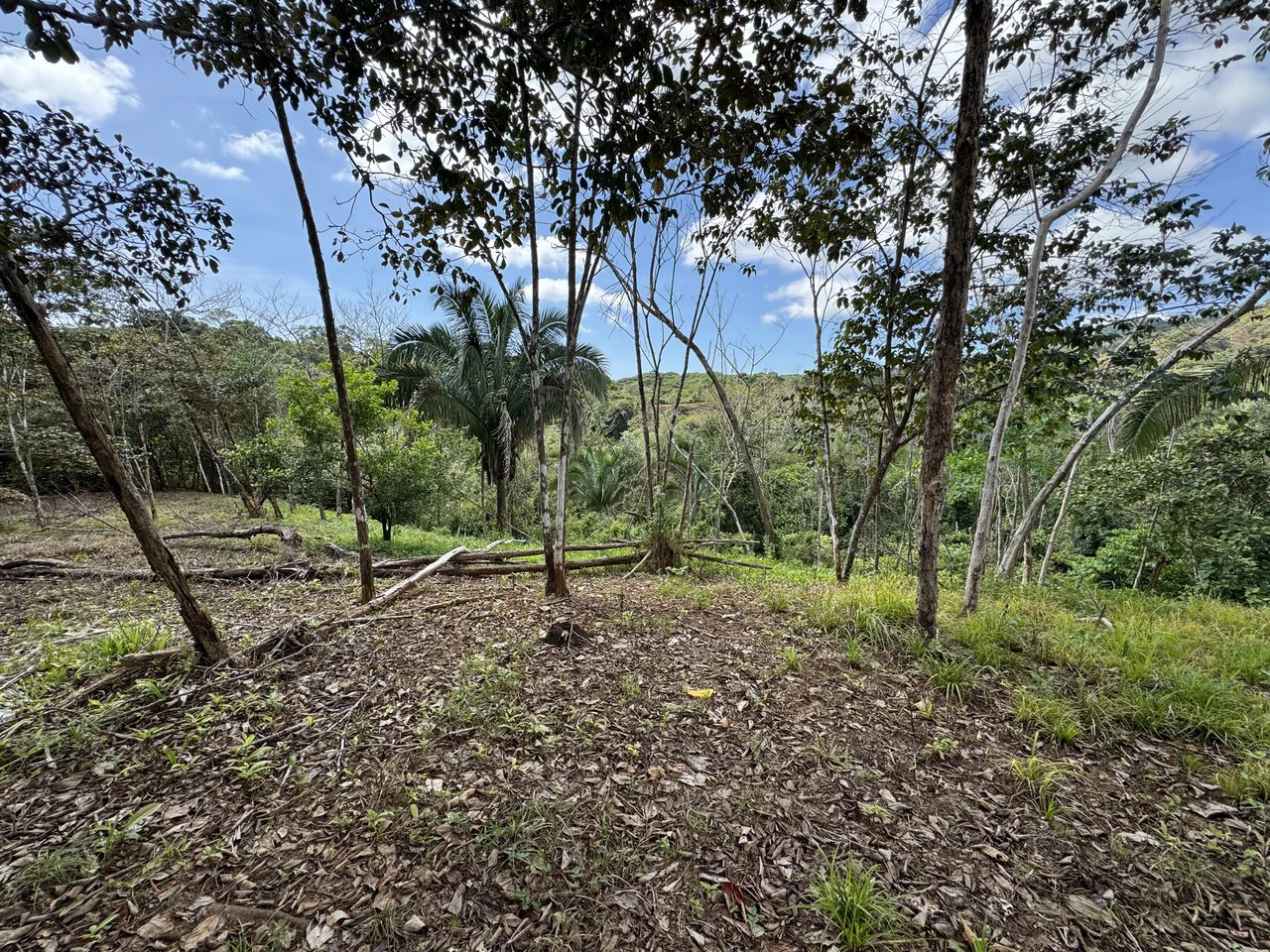 12 Acre Farm in Private Agricultural Community South of Ojochal - Gallery image 8