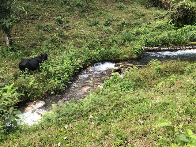 Cold & Hot springs surrounded by an overgrown farm, taken back by nature - Gallery image 12