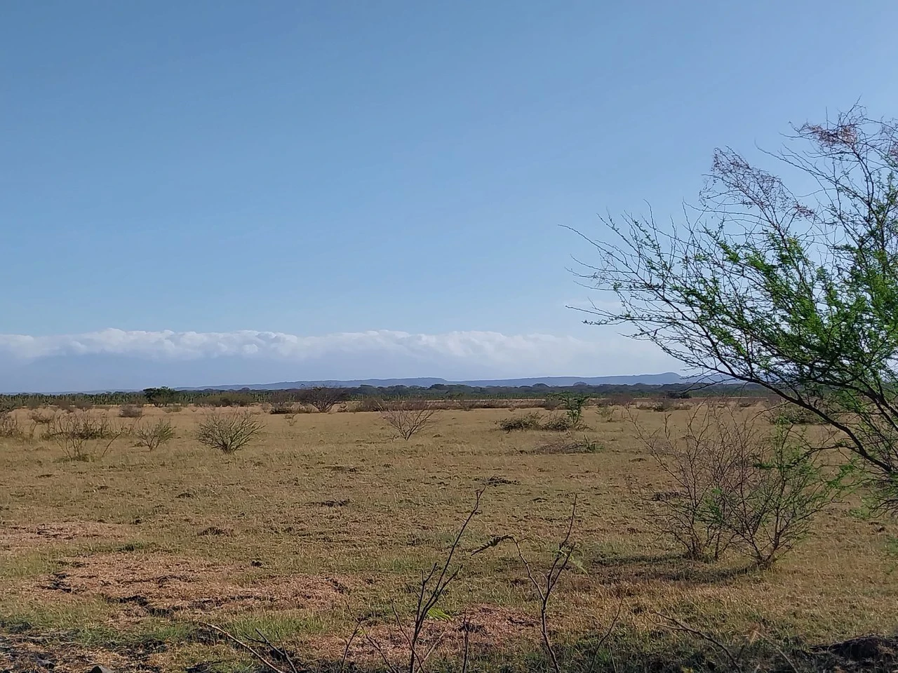 Bonita Finca de 187 Acres / 75 Ha. con Pozos y Ojo de Agua en Filadelfia - Costa Rica: Countryside, Lakefront and Riverfront Agricultural Land For Sale in Fildelfia - Gallery image 6