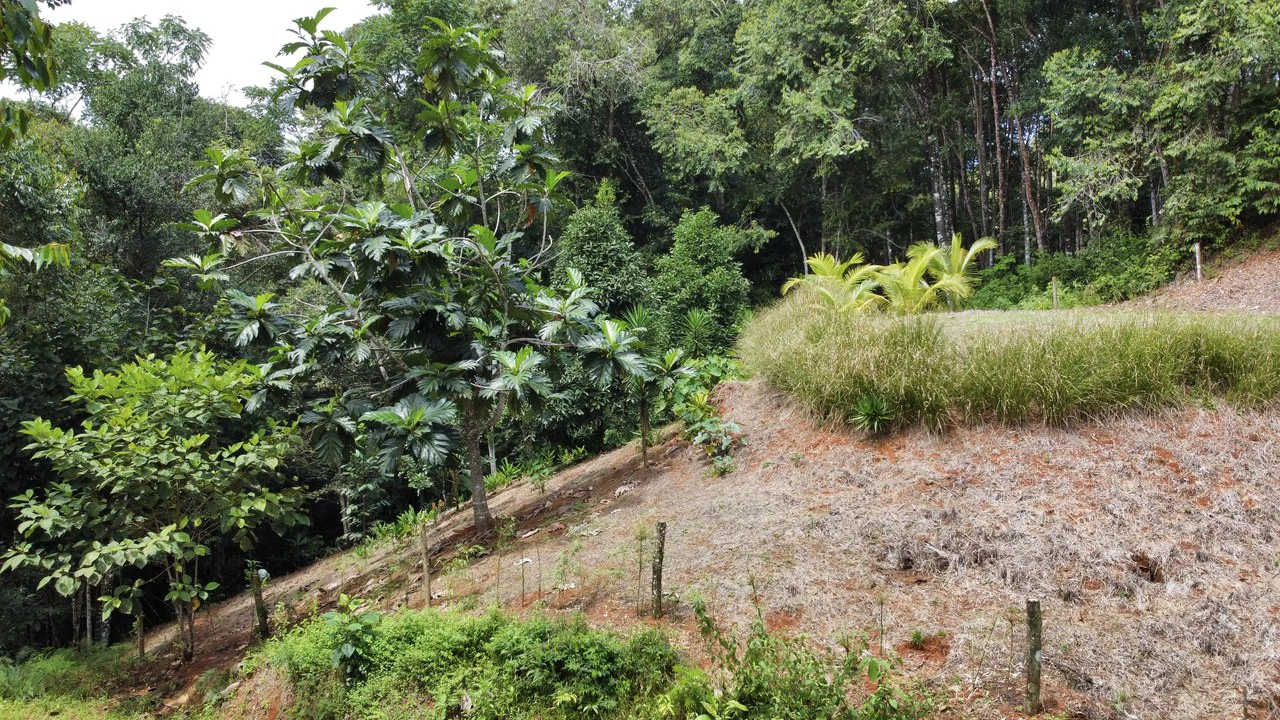 HALF ACRE LOT IN PLATANILLO, MINUTES TO THE BEACH OF DOMINICAL - Gallery image 7