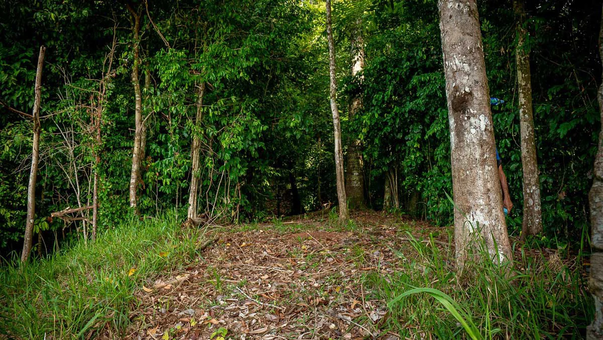 Rincon Massive Acreage and Gulf of Dulce Views - Gallery image 14