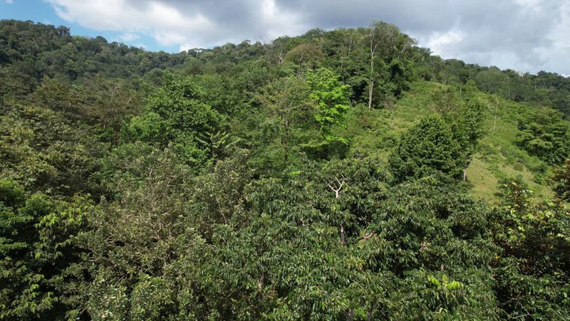 Ocean View & Primary forest 55-ha Rincon de Osa - Gallery image 7