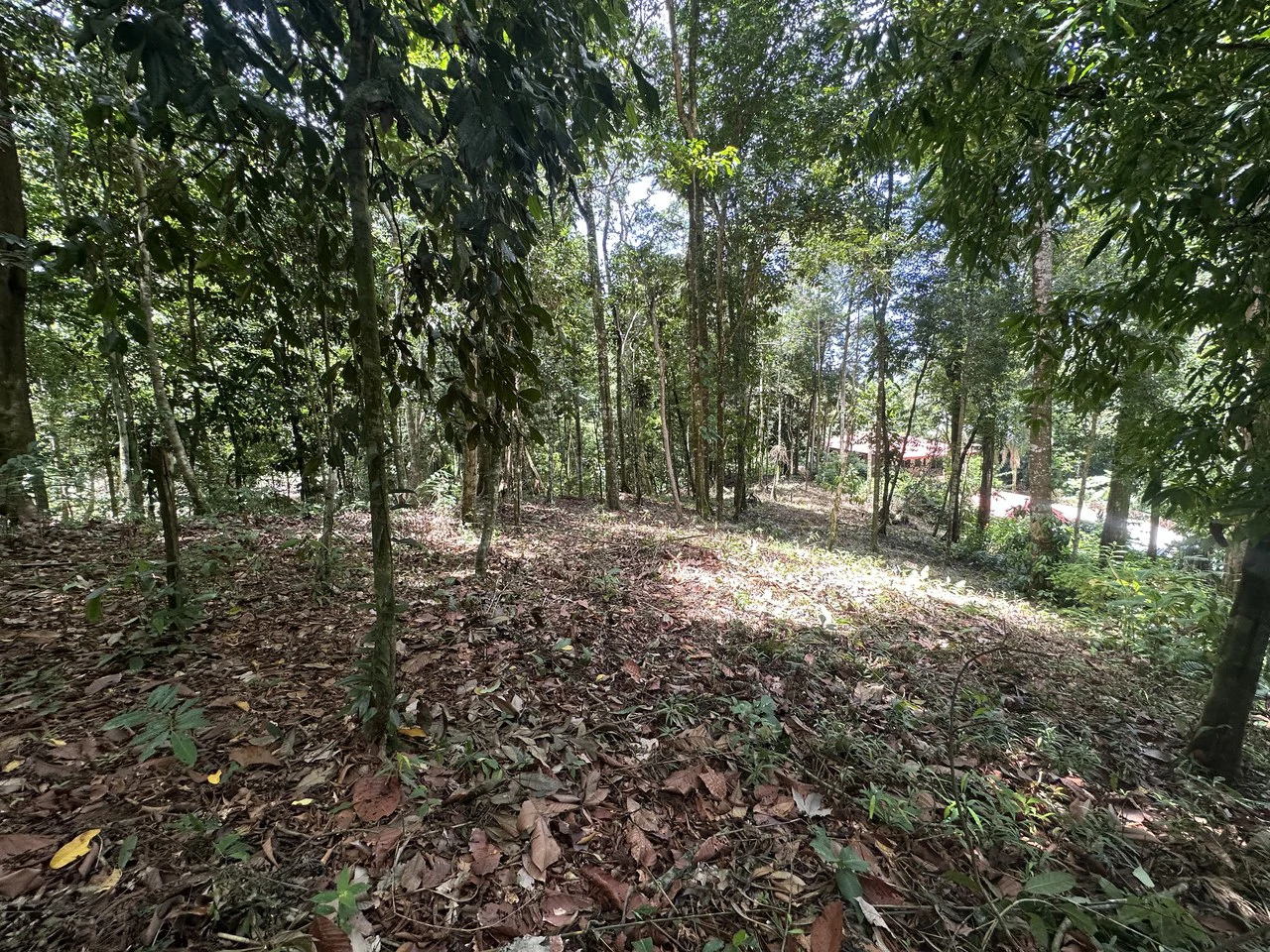 1.6 Acres Land Parcel in Ballena, Jungle Views.: Mountain Home Construction Site For Sale in Bahía Ballena - Gallery image 20