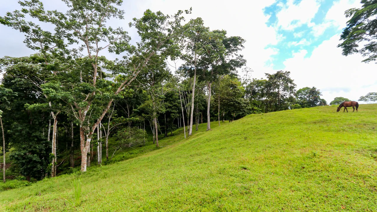 Unique Development Property Overlooking the Pristine Golfito Bay and Golfo Dulce - Gallery image 19