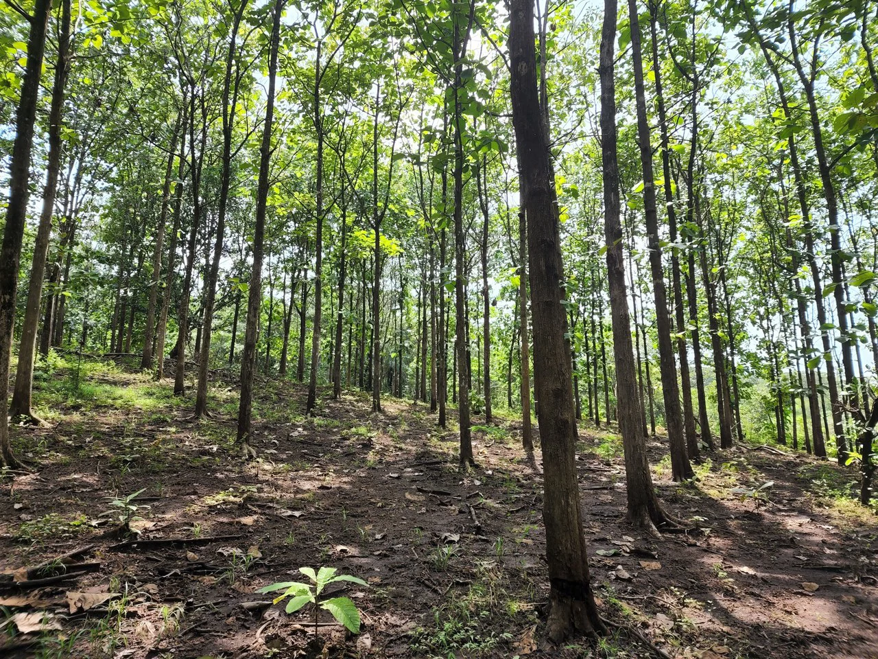 INVEST IN A TEAK PLANTATION FOR 25 YEARS - Gallery image 28