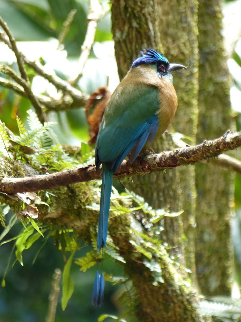 JUNGLE PARADISE: Nature Lovers Dream: 204 acres of Wilderness and a Building Pad - Gallery image 19