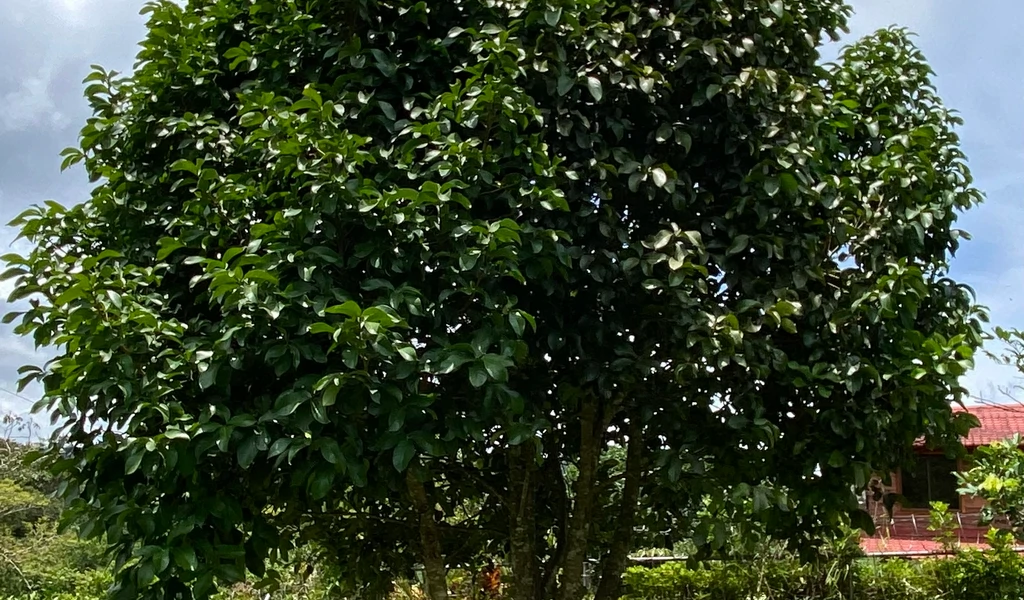 1.9 ACRES – Very Usable Flat Land Divided By An Across Running Creek, Tons Of Fruit Trees Plus Woods In The Back!!! - Gallery image 20