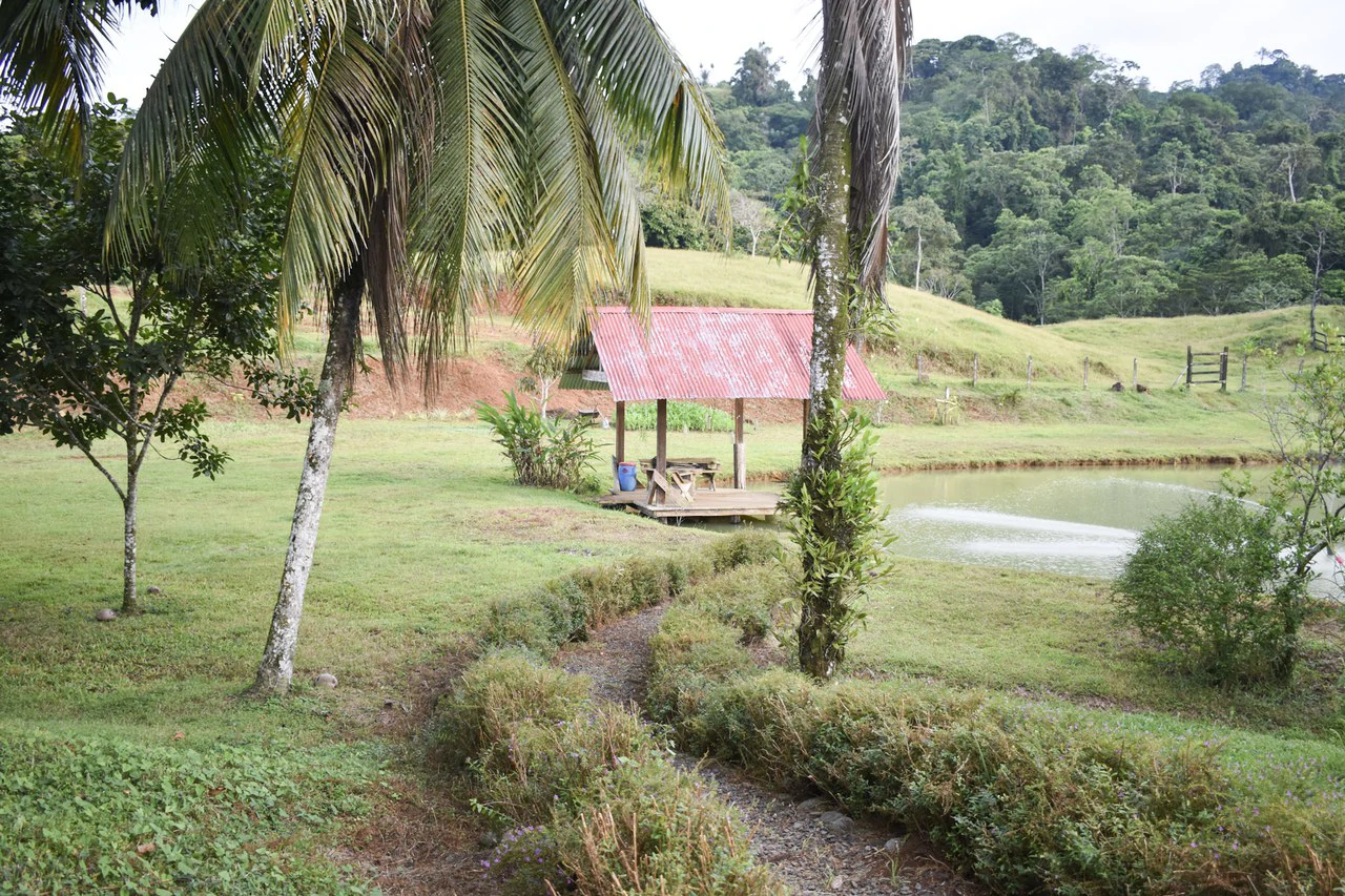 Serene Jungle Farm in Limon Province - Gallery image 8