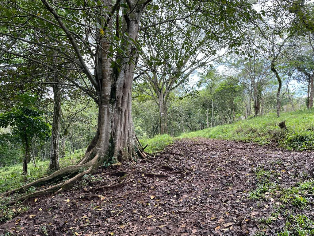 Farm for sale Puriscal Close to Universidad para la Paz Costa Rica - Gallery image 15