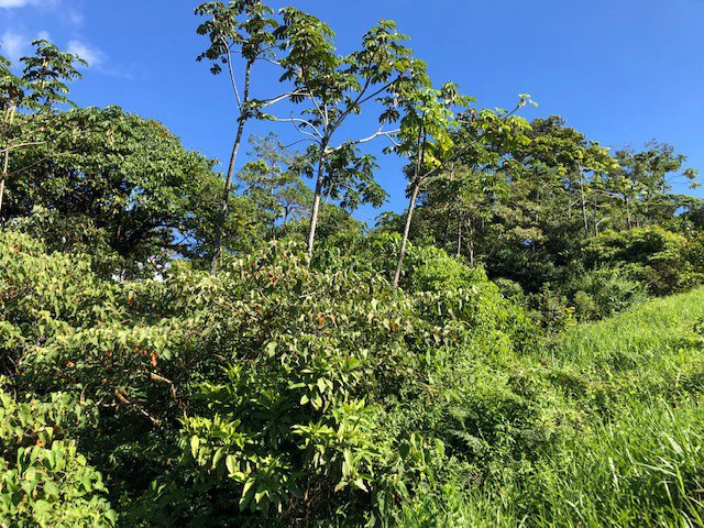 1.24 ACRES – Alto de San Juan, TOP OF THE WORLD VIEWS, Cool Breezes, Ready to Build Your Dream!!!!!: Mountain Development Parcel For Sale in Alto San Juan - Gallery image 11