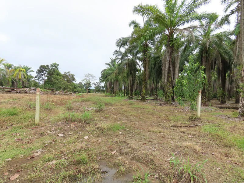 1.45-Acre Lot with Excellent Location in Canaza de Puerto Jimenez - Gallery image 5