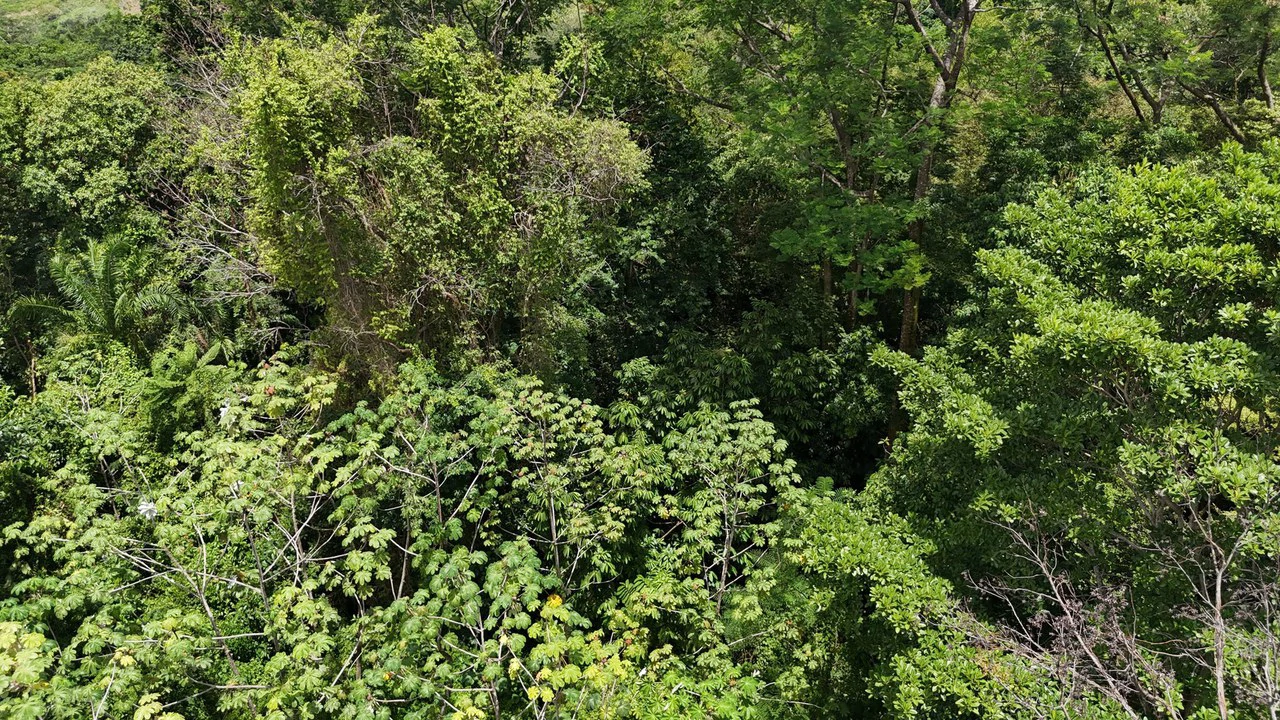 Exquisite Jungle property with Ocean View | Gated Community in Ojochal 3 - Gallery image 12