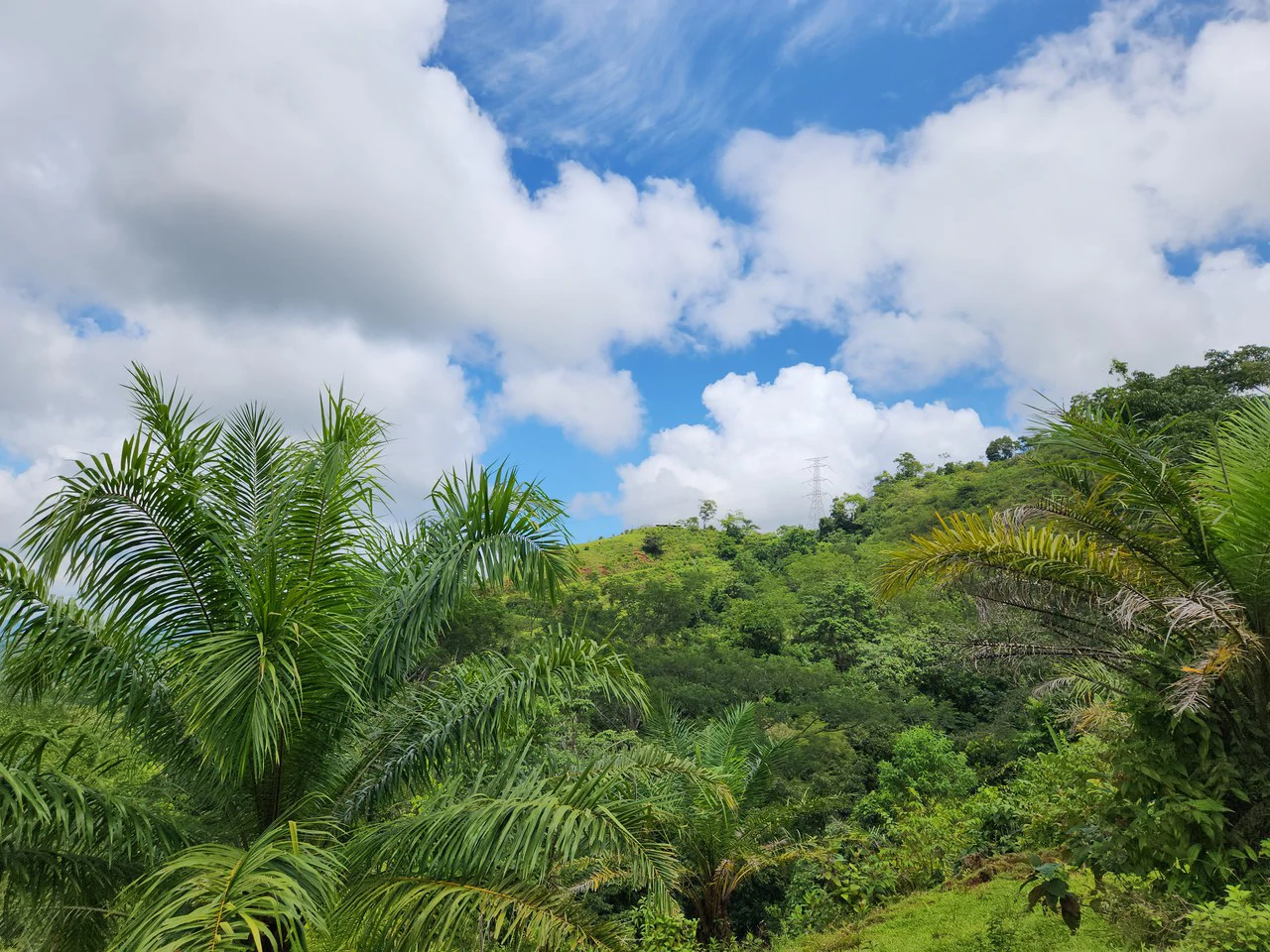PRIME PARRITA FARM FOR SALE - Gallery image 18