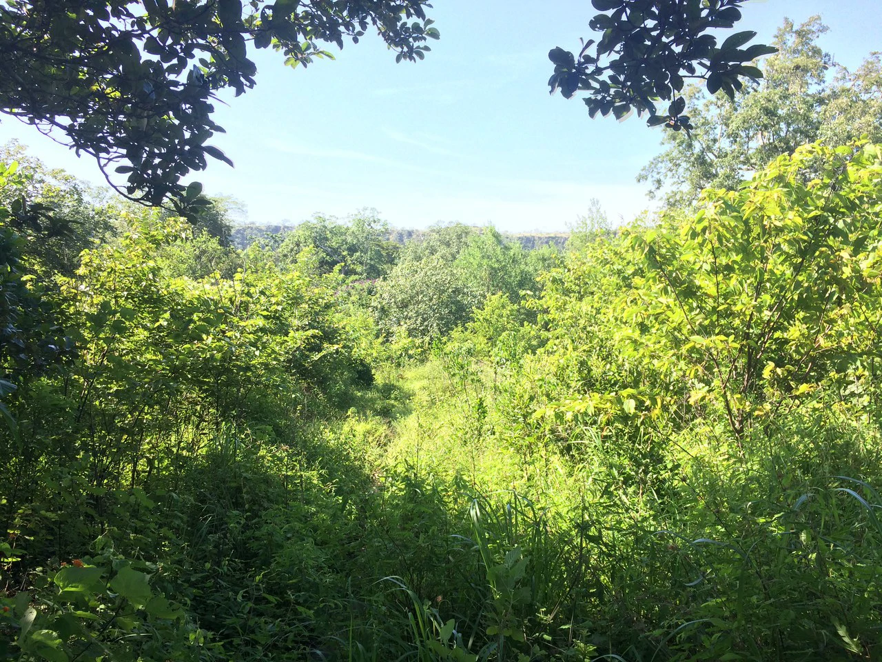 Finca de 31 hectáreas en Liberia: Great investment opportunity - Gallery image 9