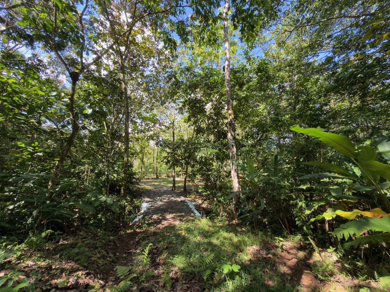 New 2 Bedroom Home for Sale in Terrones | Near Puerto Jiménez, Osa Peninsula - Gallery image 18