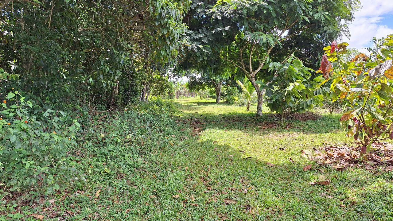 SE VENDE PROPIEDAD DE 5.5HA, SANTA MARTA DE CAJÓN, PEREZ ZELEDON.: Mountain Home Construction Site For Sale in Cajón - Gallery image 5