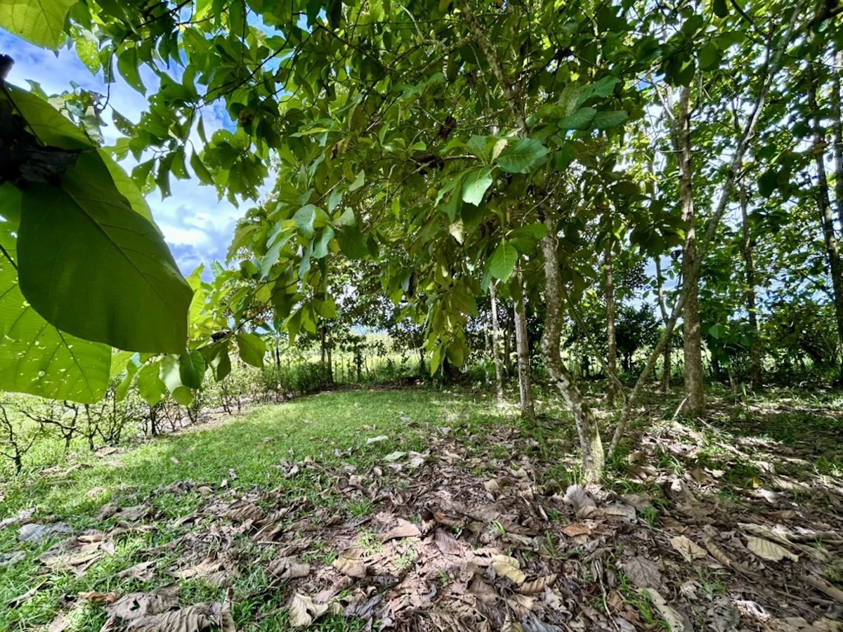 Large Building Lot Near Puerto Jiménez - Gallery image 12