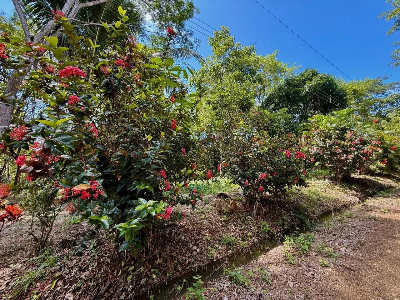 Suenos Montezuma: Jungle lot, but in a gated community close to Cobano and Montezuma.  Shopping in one direction, and surf town in the other.  "Suenos Montezuma"   5000m2, Lot #3  $250,000. USD - Gallery image 11