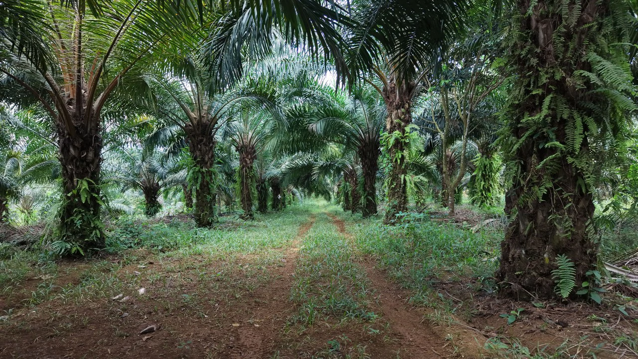 Countryside Home Construction Site For Sale in San Pedro - photo 13