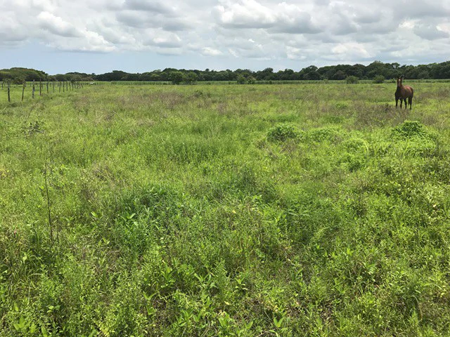 Property close to Liberia and Discovery Park - Gallery image 4