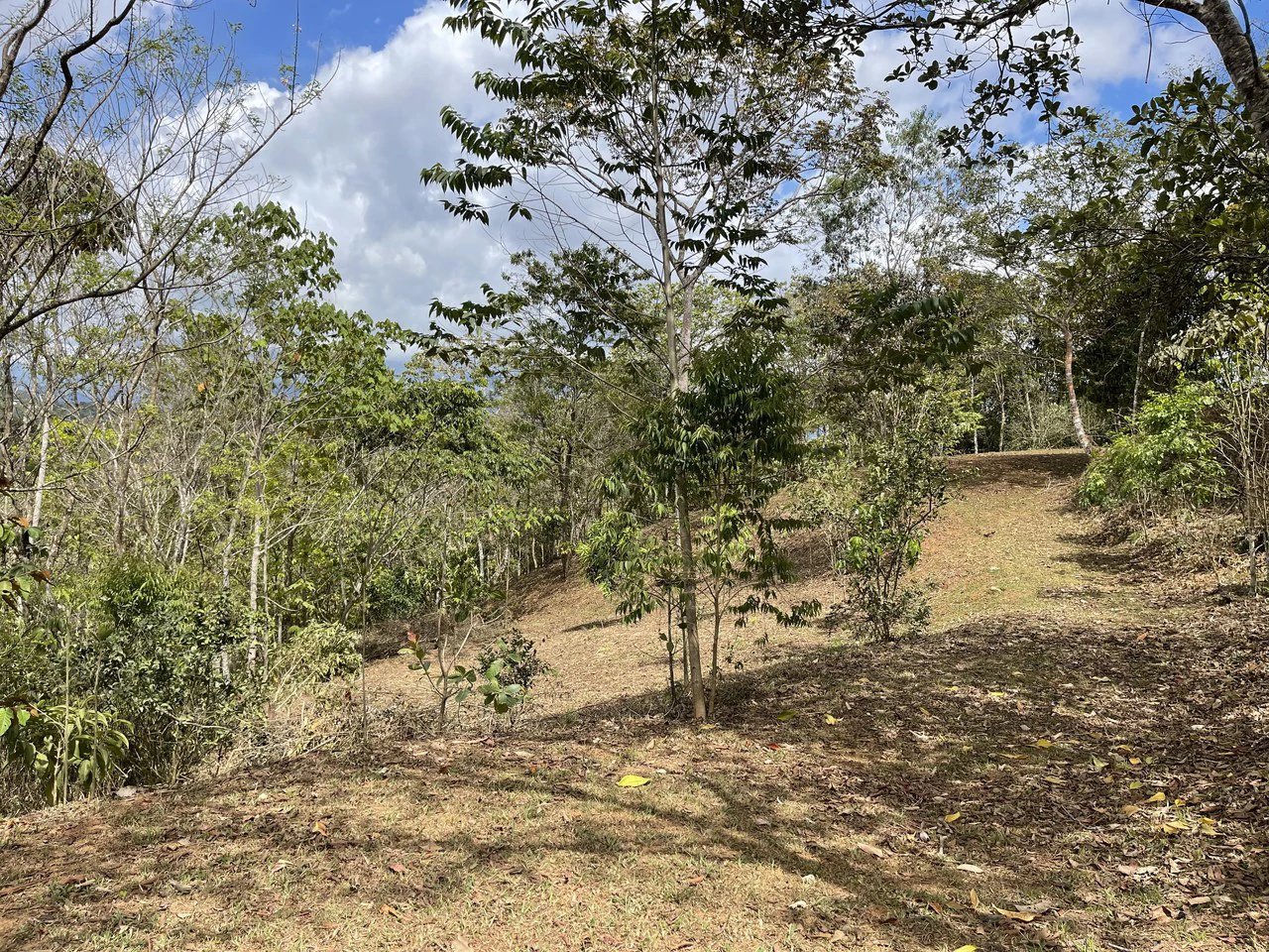Elevated Two and a Half Acres with Cool Breeze in San Isidro del General - Gallery image 9