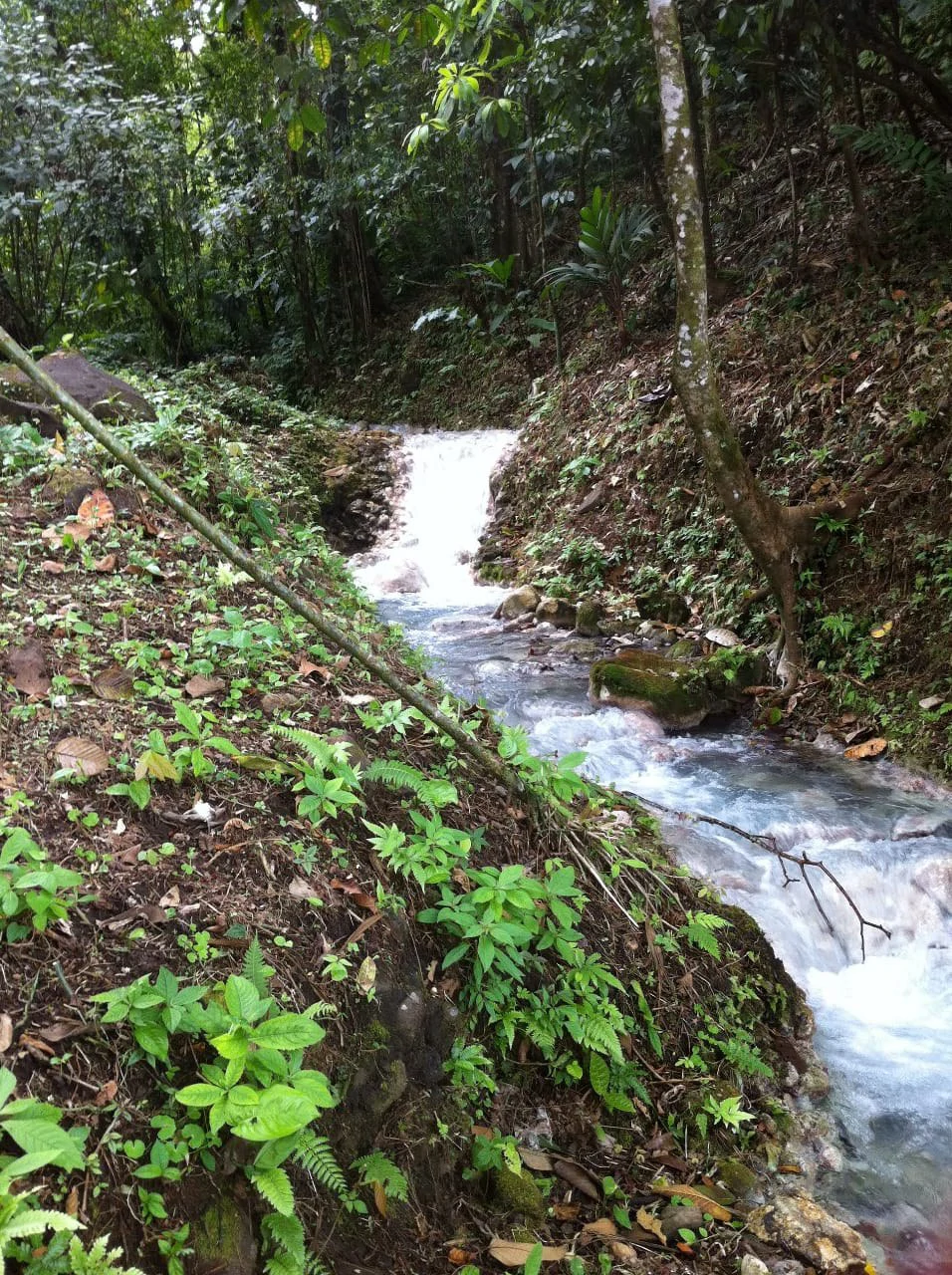 Cold & Hot springs surrounded by an overgrown farm, taken back by nature - Gallery image 80