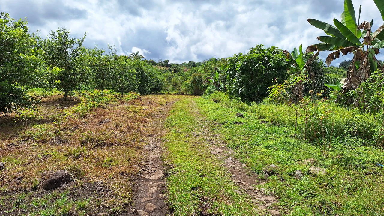 Se vende lote agrícola, en Cajón, Perez Zeledon.: Mountain Home Construction Site For Sale in Cajón - Gallery image 18
