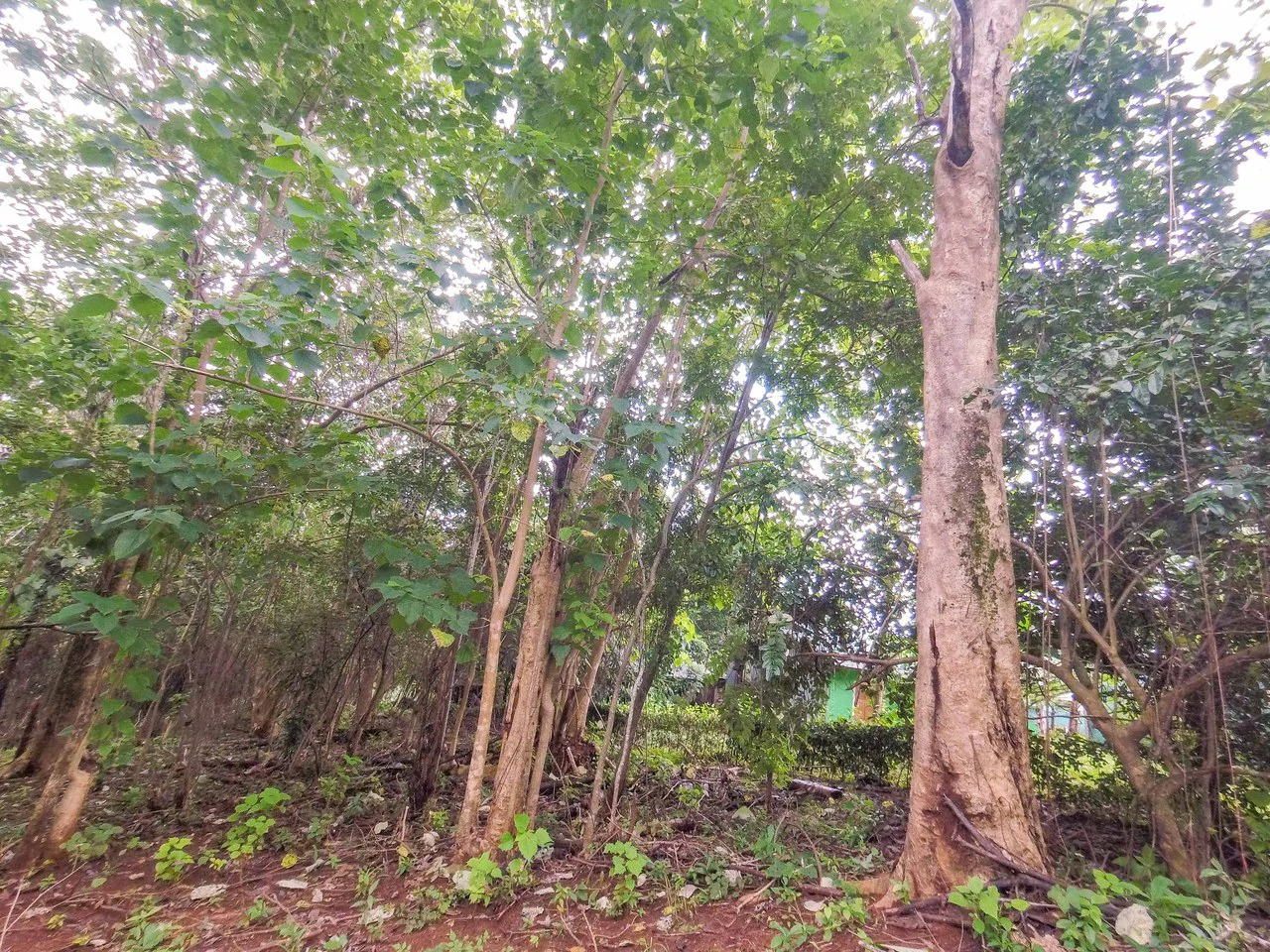 Lot Limon Dulce: Countryside Home Construction Site For Sale in Playa Samara - Gallery image 7