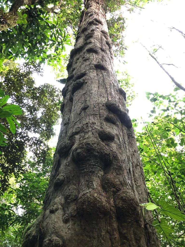 Spectacular 72.44 acres: Magical rain forest paradise with river, waterfall, hiking trails, diverse wood and fruit trees. Perfect location for retreat development, hotel or home. - photo 16