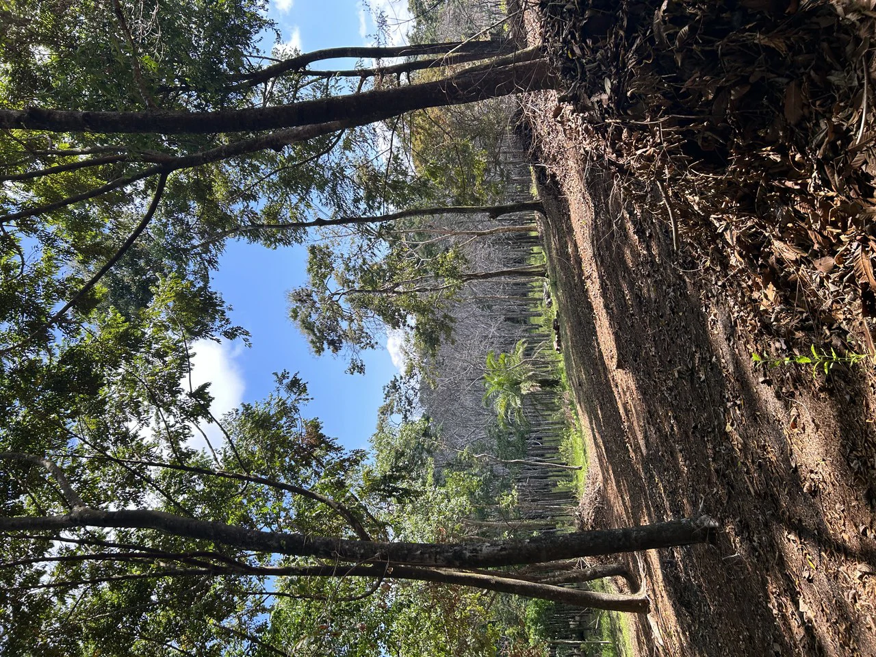 Cabo Matapalo:  3.8 Acre Ocean View Lot In Peninsula De Osa, Golfo Dulce - Gallery image 38