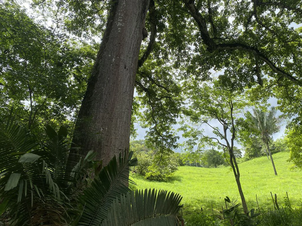 Finca Rio El Carmen: 3 HA Finca with Elevation Across from Renowned Rio Ora, 1 HA parcels available, Three 1700 m2 lots - All available in Rustic El Carmen - Gallery image 4
