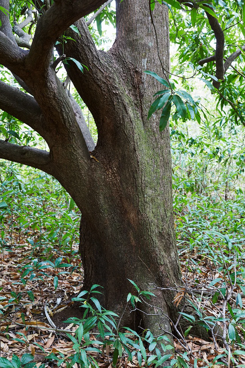 Finca Gomez: 214 Hectares | Ocean Views, Rivers & Development Potential – Guanacaste - Gallery image 15