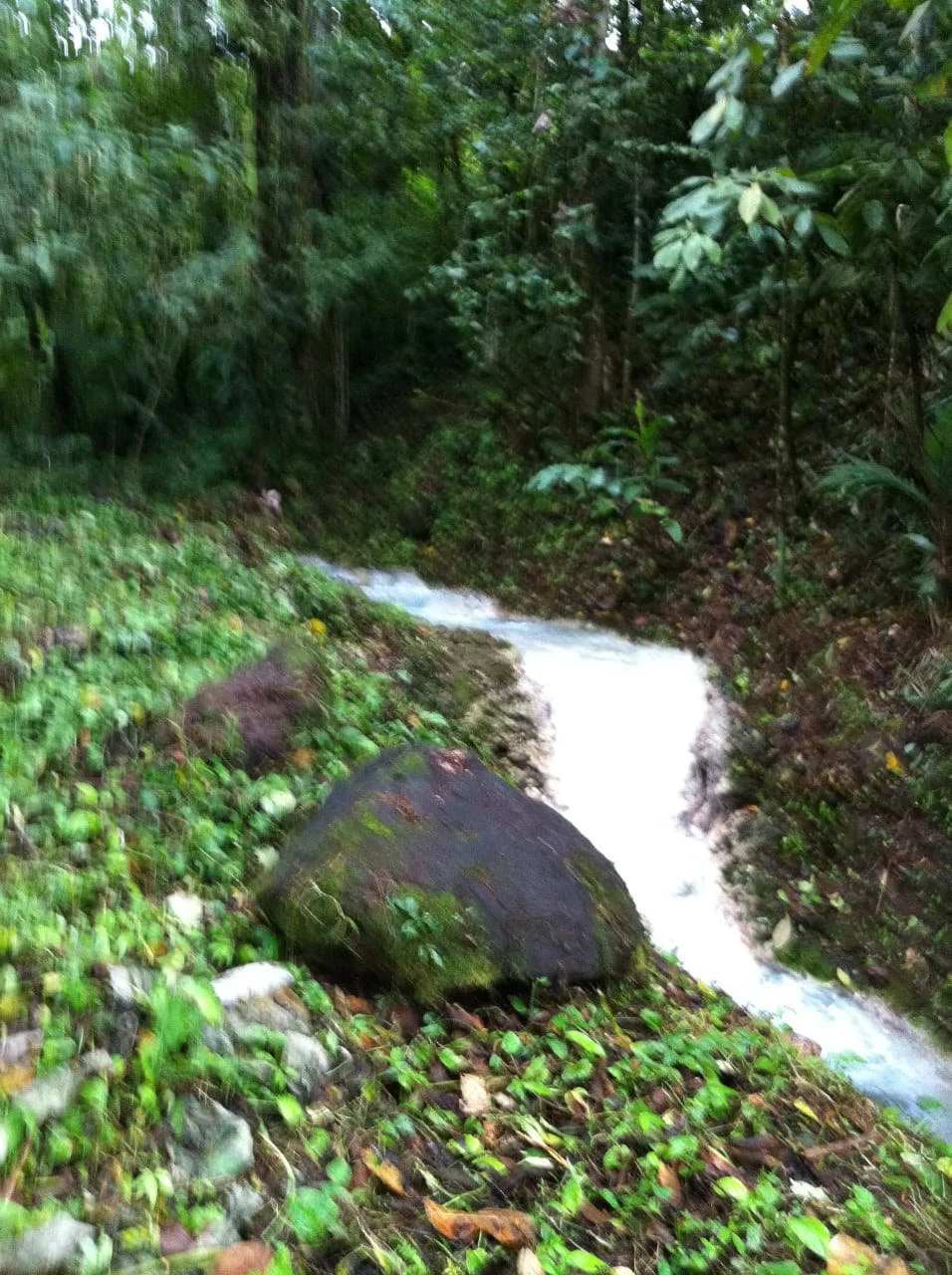 Cold & Hot springs surrounded by an overgrown farm, taken back by nature - Gallery image 67