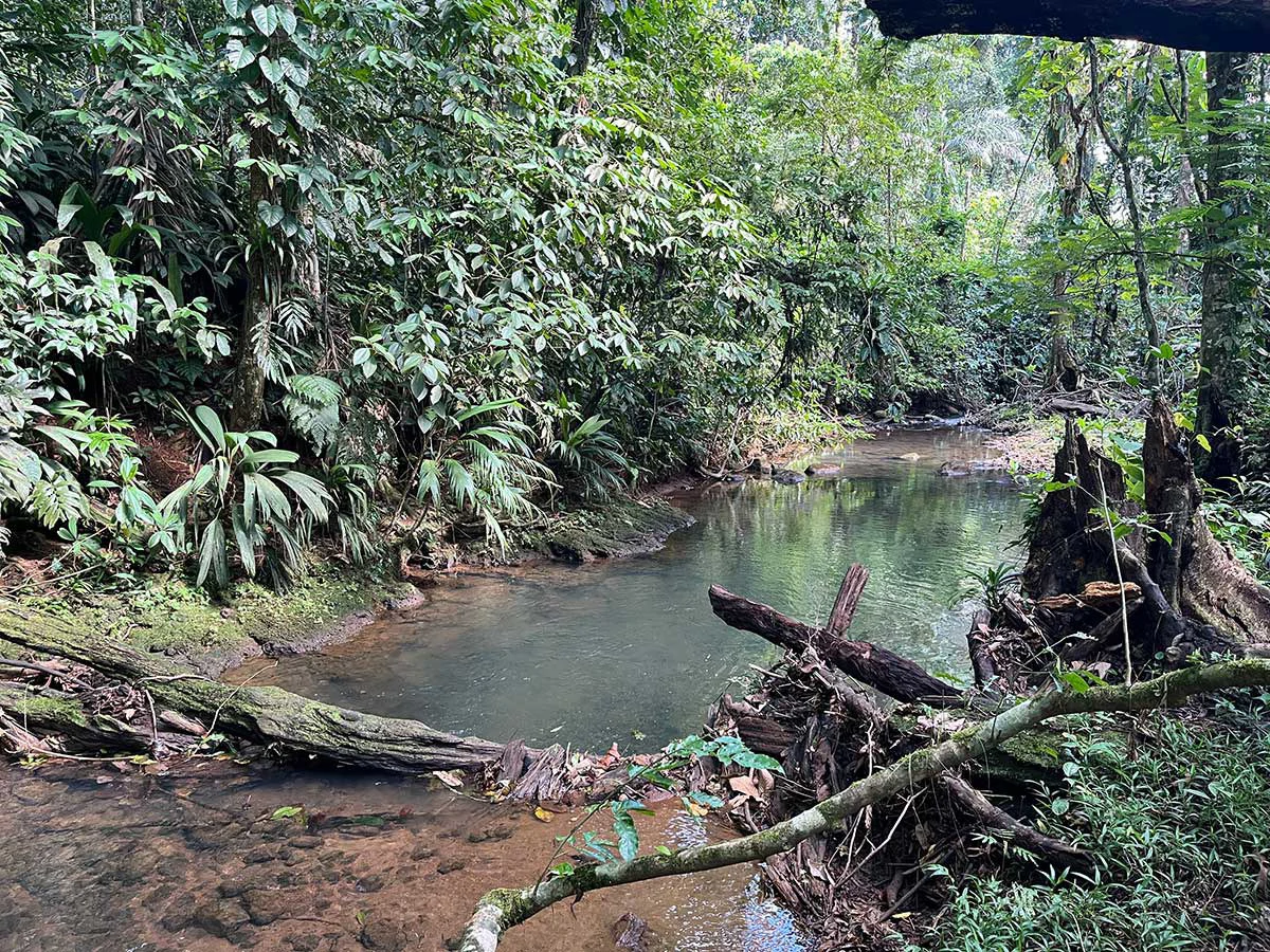 ID 4161: Expansive Farm for Sale in Sarapiquí, Heredia: Pastureland, Rivers & Private Fores - Gallery image 5