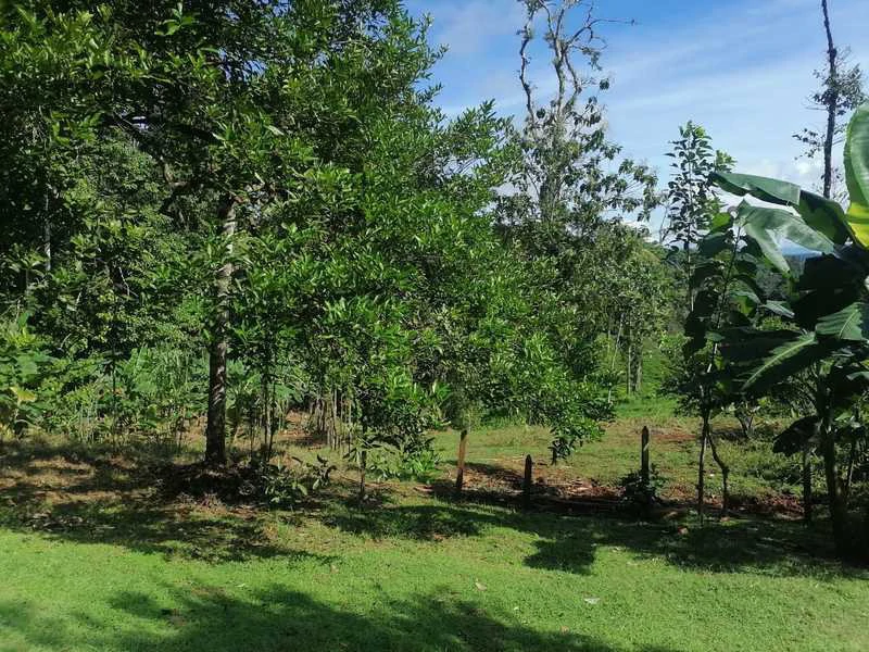 69.16 Acres Property | Mountain & Top Ocean View with Small Home - Gallery image 31