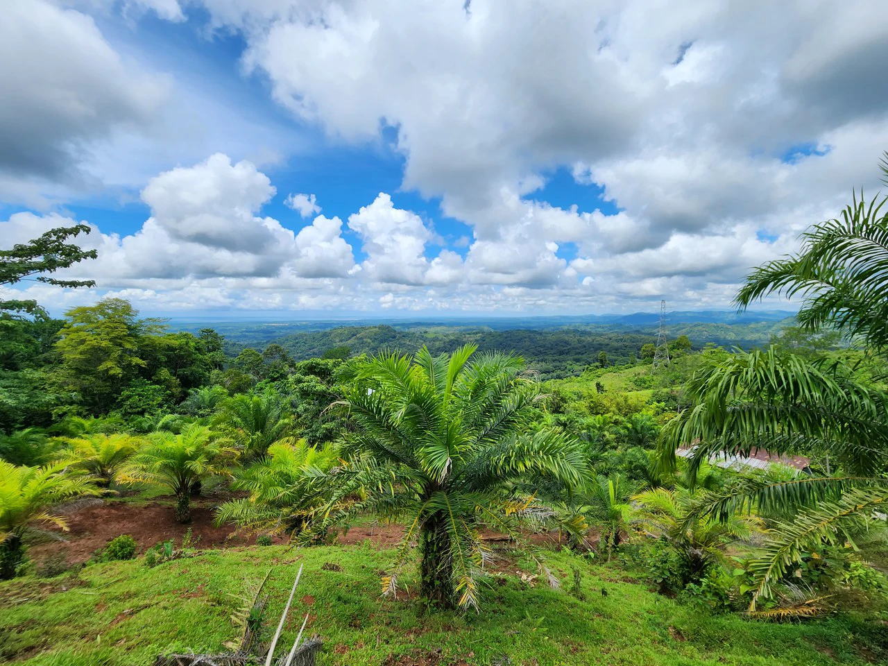 PRIME PARRITA FARM FOR SALE - Gallery image 17