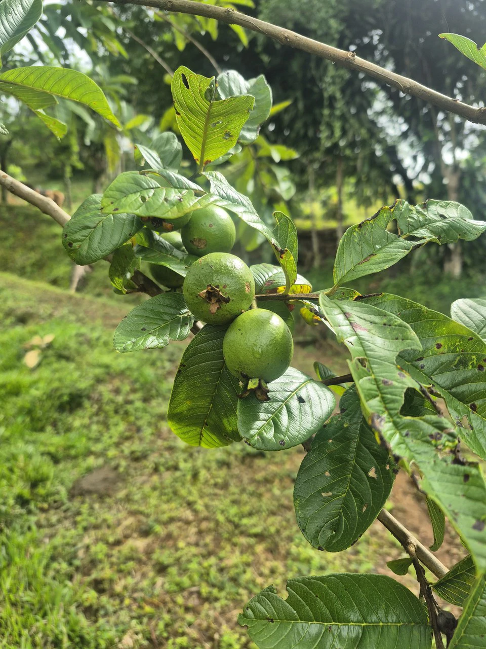Propiedad en San Blas: Mountain Agricultural Land For Sale in La Linda General Viejo - Gallery image 3