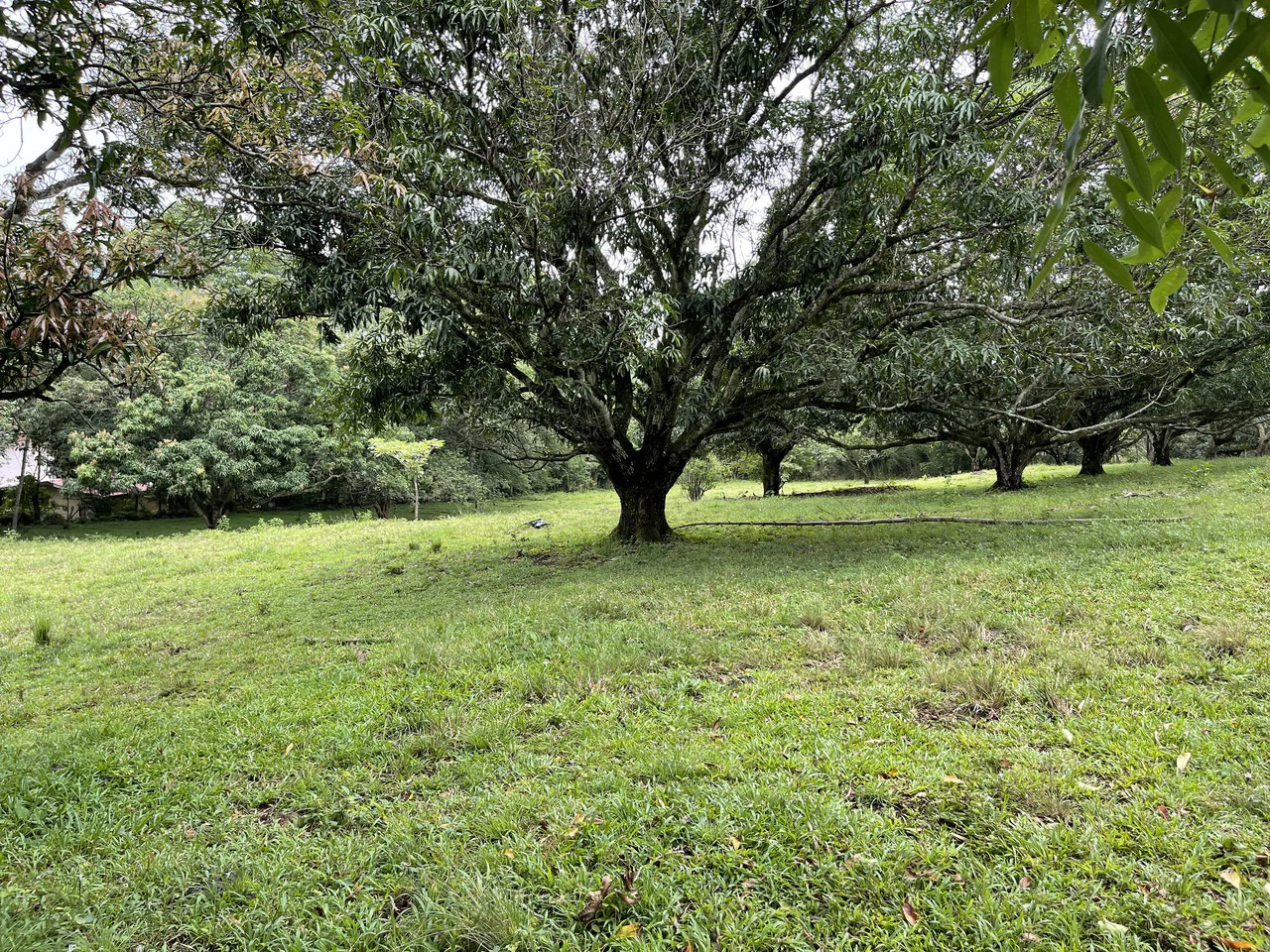 Development land for sale La Garita Alajuela 6.2 hectares - Gallery image 3