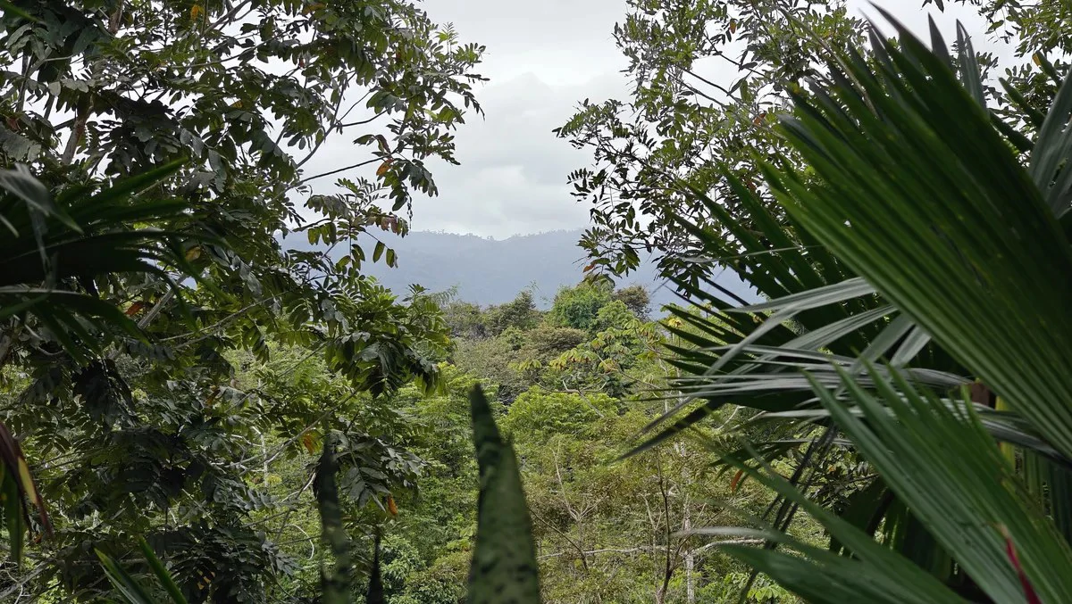 ID 925: Elevated Jungle Property with Two Residences, Open Air Living Space, and Mountain Views - Gallery image 6