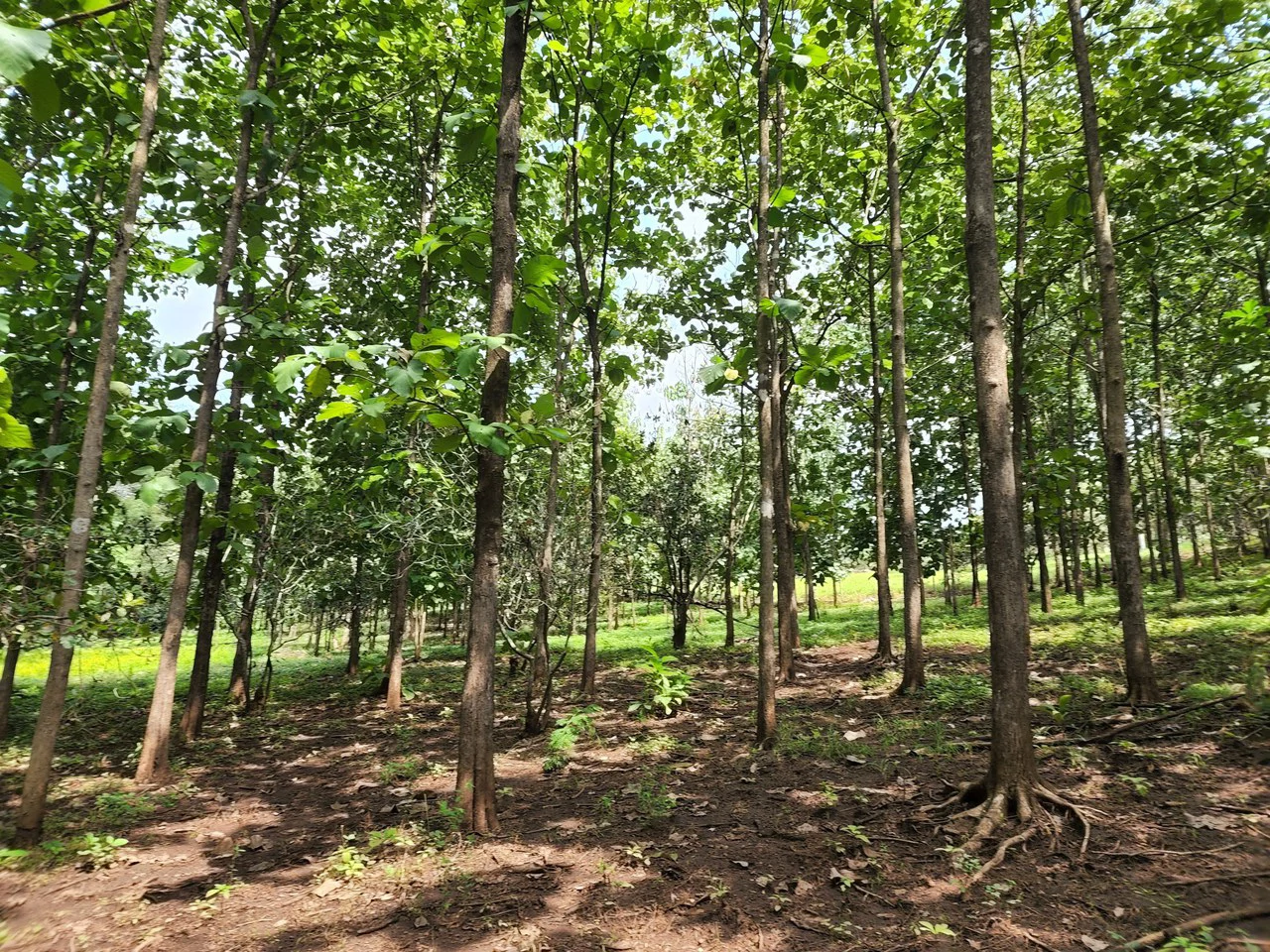 INVEST IN A TEAK PLANTATION FOR 25 YEARS - Gallery image 16