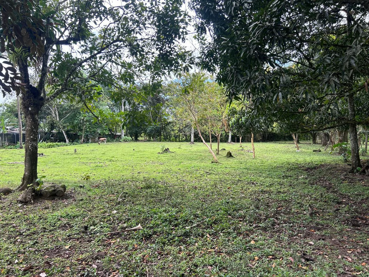 Land for Sale 4803 m2: Over 1 acre beautiful flat land Ready to build with electricity, small creek from spring.
