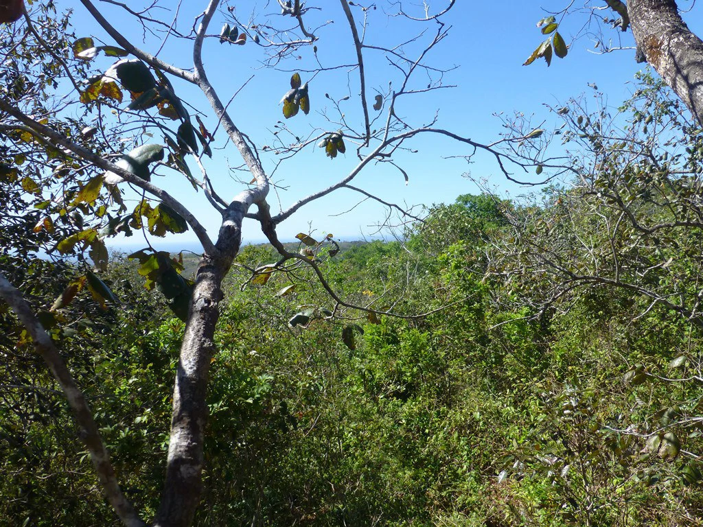 Ocean view farm for sale in the mountains of San Juanillo - Gallery image 27