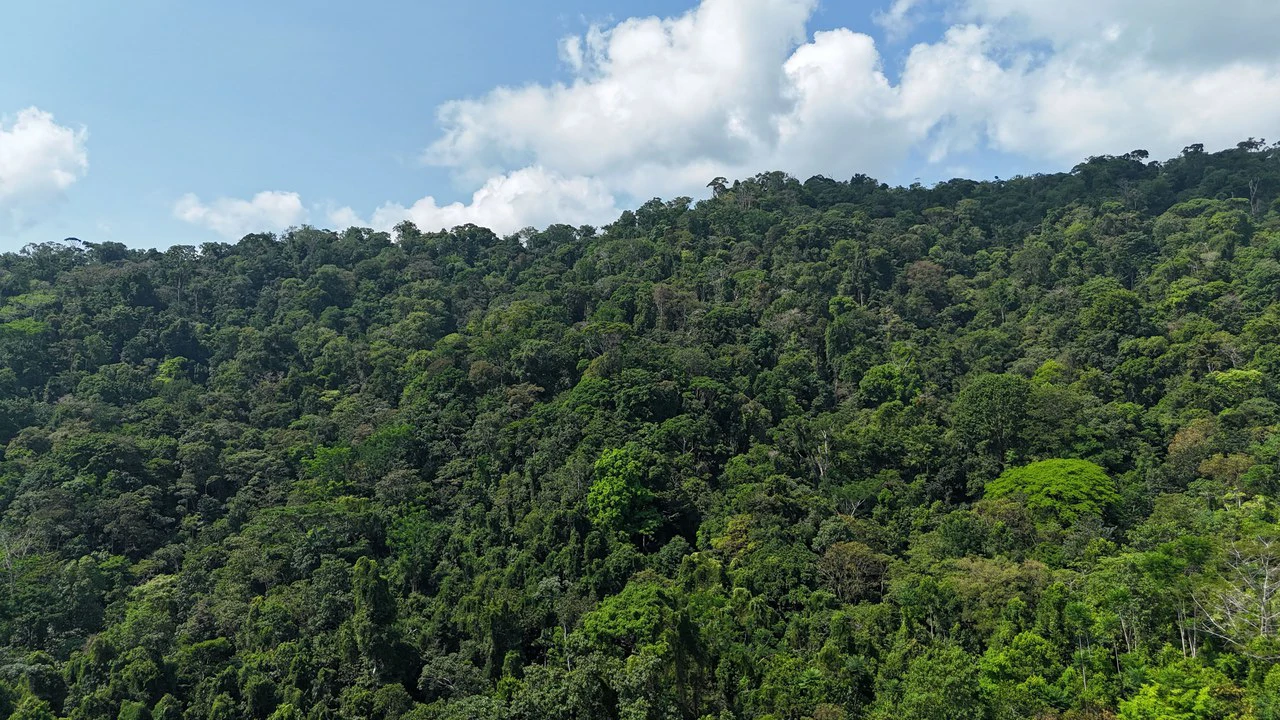 CONSERVATION AND DEVELOPMENT LAND WITH OCEAN VIEW IN SIERPE, COSTA RICA - Gallery image 33