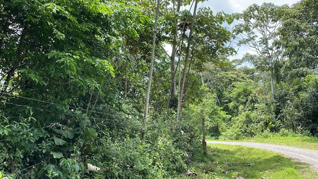 Building potential property for sale, beautiful land in the pure nature close to Bijagua - Gallery image 24