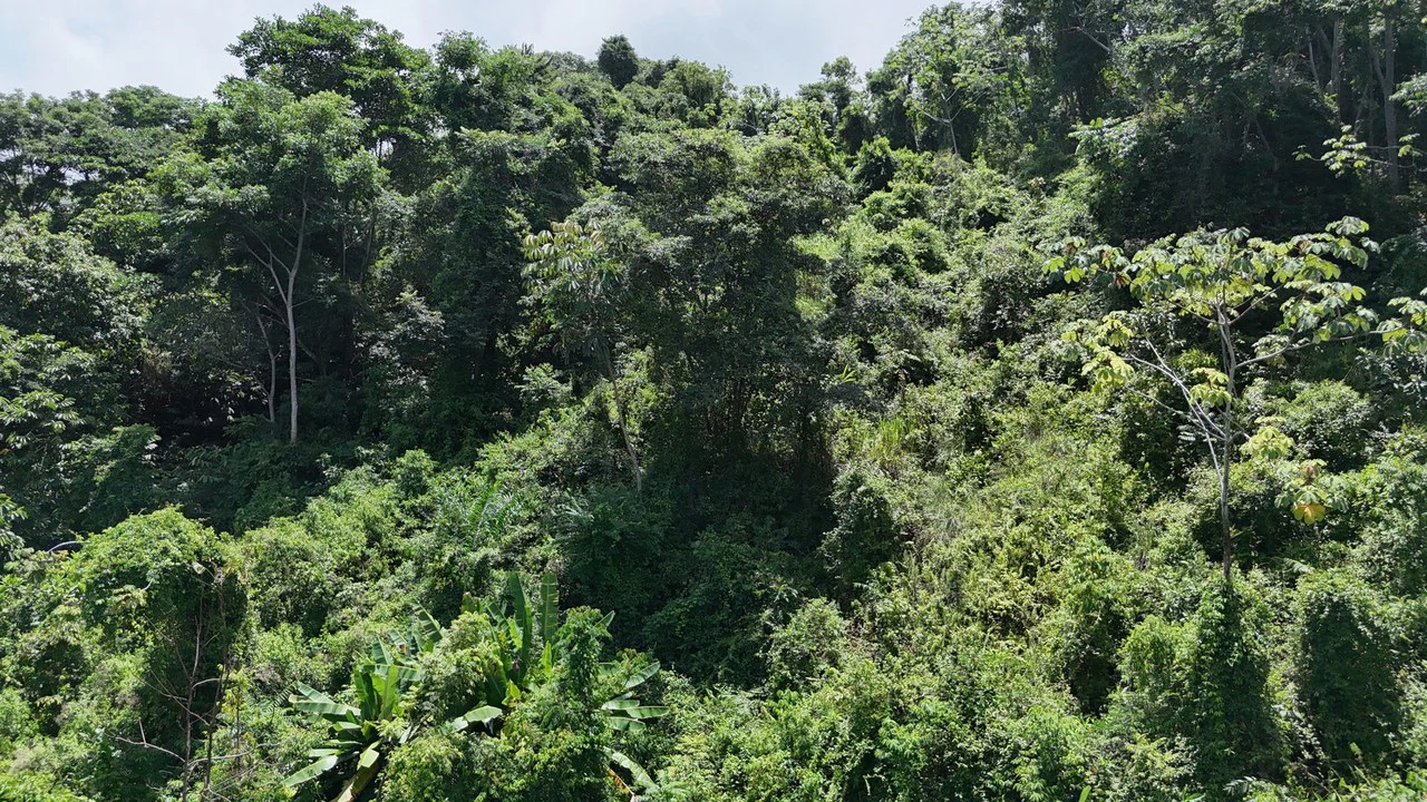 Exquisite Jungle property with Ocean View | Gated Community in Ojochal 3 - Gallery image 9