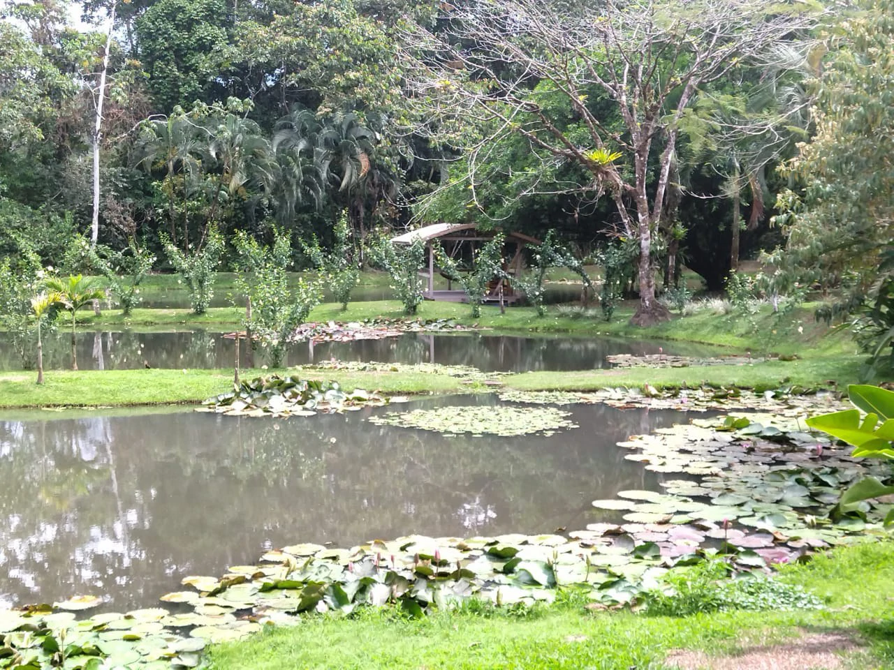 Pristine Business for Sale in Santo Domingos Forest, 3 cabins surrounded by wild nature, Tilapia lake with a dock, and a Restaurant - Gallery image 10