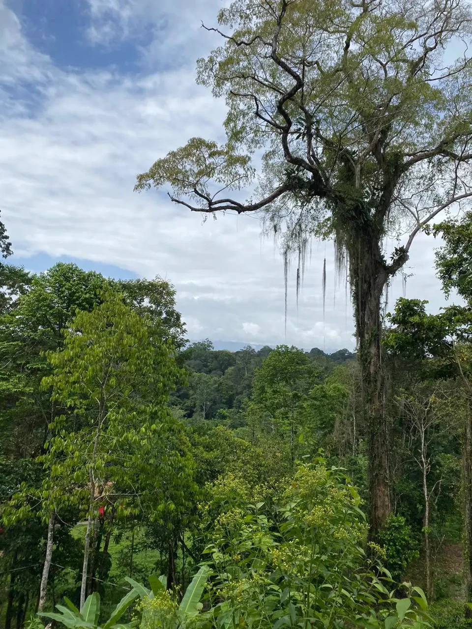 ID 1084: 5,500 sqm Lot with Mountain View in Iriria 1, Punta Uva